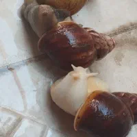 حلزون|خزنده|کرمانشاه, |دیوار