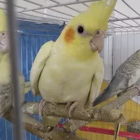 لوتینو چشم شرابی
