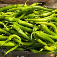 فروش فلفل و بادمجان خیار آشی