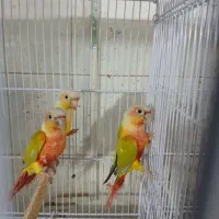 گرینچک سانچیک مینت بلک اوپال دایلوت راهب