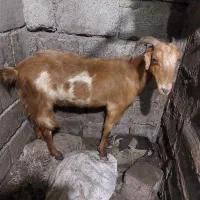کهره ماده