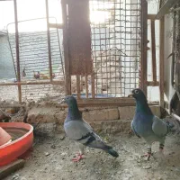 کبوتر