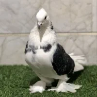 کبوتر