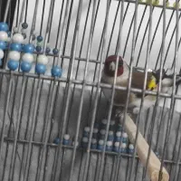 سهره ماده اماده