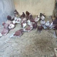 ص تا نر اصلی