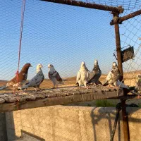 کبوتر