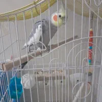 عروس هلندی بالغ دستی سخن گو
