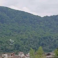 زمین با ویو جنگلی، لوکشین درجه یک