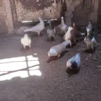 کبوتر بوم