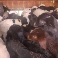 بره شیری و بزغاله شیری و دام برای کشتن