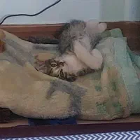 بچه گربه