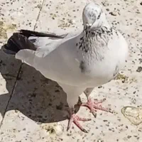 دسپر دمسبز