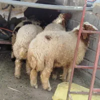 حمیدیه