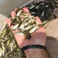 بچه ماهی پرورشی کپور برای استخر ها