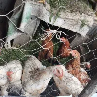 ۱۵ عدد مرغ و خروس  شش ماهه به فروش میرسد