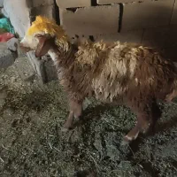 یک عدد بره سالم وخوش خوراک ماده