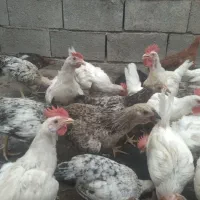 جوجه