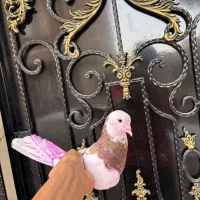 کبوتر سرور پرشی بلندی