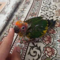 پرنده طوطی خورشیدی سرلاکی و نرمه خور