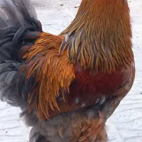 تخم مرغ نطفه دار برهما