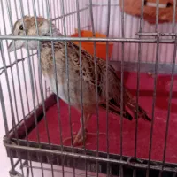 سهره|پرنده|سرعین, |دیوار