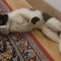 گربه