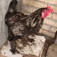 خروس|حیوانات مزرعه|هندیجان, |دیوار