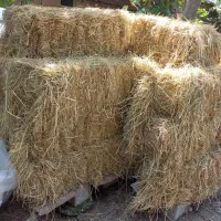 سراچینا