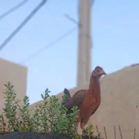 خروس و خلفه باری