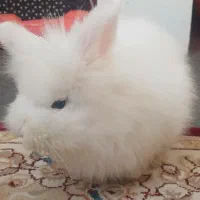 هدیه قندشکین  جایزه بلوبانک