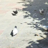 کبوتر پرش،بازی