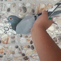 کفتر|پرنده|زابل, |دیوار