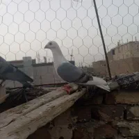 کبوتر دوکت نر  افغان نسل دار