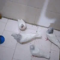 فروش کبوتر