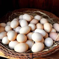 تخم مرغ محلی و تخم مرغ نطفه دار گلین و محلی