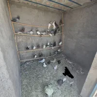 کفتر