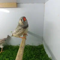 جفت فنچ اروپای درشت