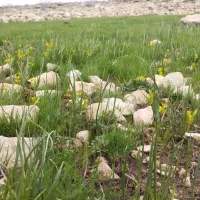 گیاه کوهی داریم برای نازایی و تعیین جنسیت