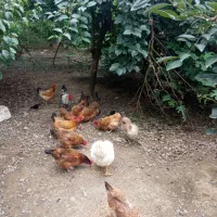 مرغ تخم گذار محلی