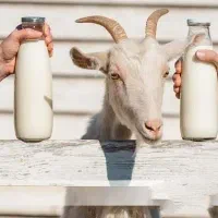 شیر بز تازه