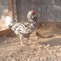 مرغ|حیوانات مزرعه|انبارآلوم, |دیوار