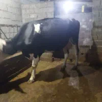 فروش گاو 5ماه باردار سیمنتال