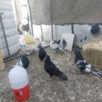 فروش کفتر ارزان