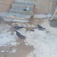 کبوتر