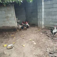 فروش خروس