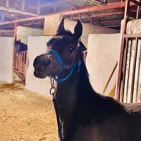 پانسیون اسب در آمل