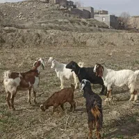 چهارعددبزبزغاله دار دورگ شیری