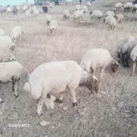 میش وبره