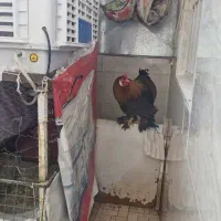 خروس برهما اصل