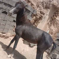 کرهاسب|اسب و تجهیزات اسبسواری|جوادآباد, |دیوار